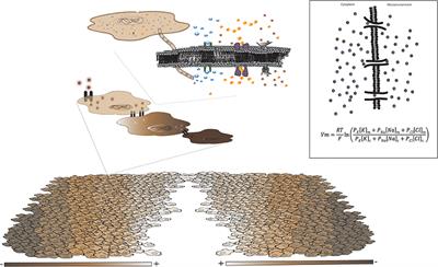 The Bioelectric Code: Reprogramming Cancer and Aging From the Interface of Mechanical and Chemical Microenvironments